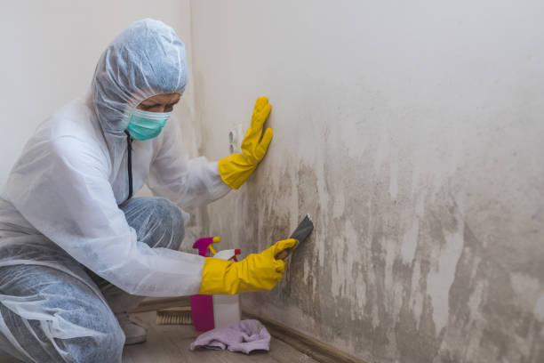 Best Mold Odor Removal Services  in North Springfield, VA